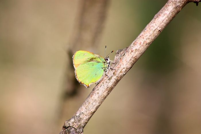 Invasione di Callophrys rubi